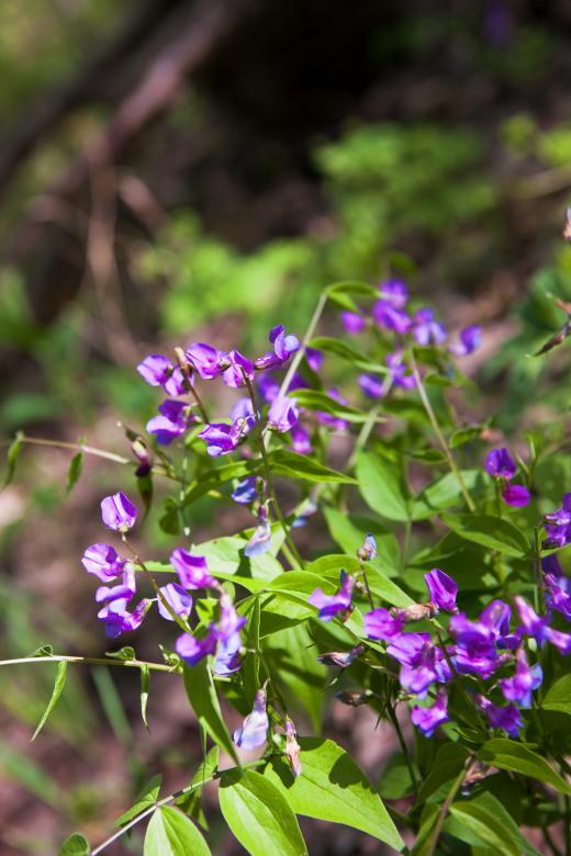 Free stock image of spring flowers created by 2happy
