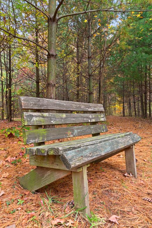 Free stock image of North Point Pine Trail - HDR created by Nicolas Raymond