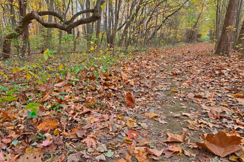 Free stock image of North Point Fall Trail - HDR created by Nicolas Raymond