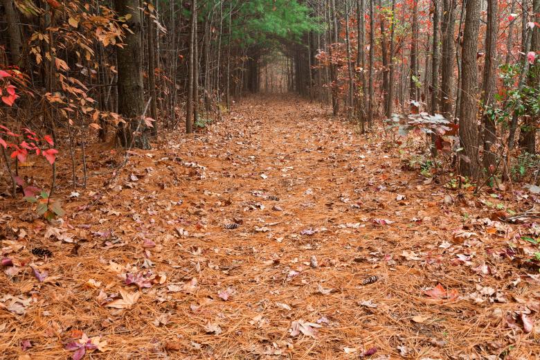 Free stock image of North Point Pine Trail created by Nicolas Raymond
