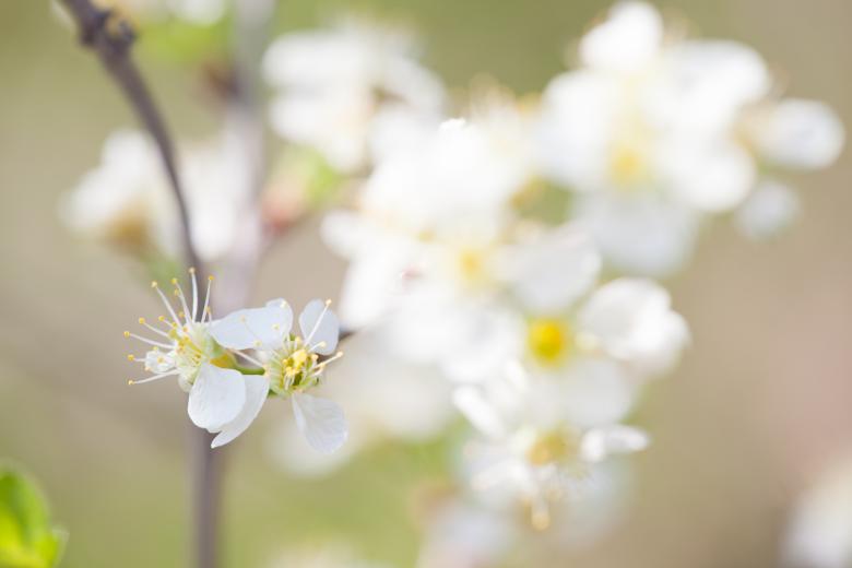 Free stock image of Spring flowers created by 2happy