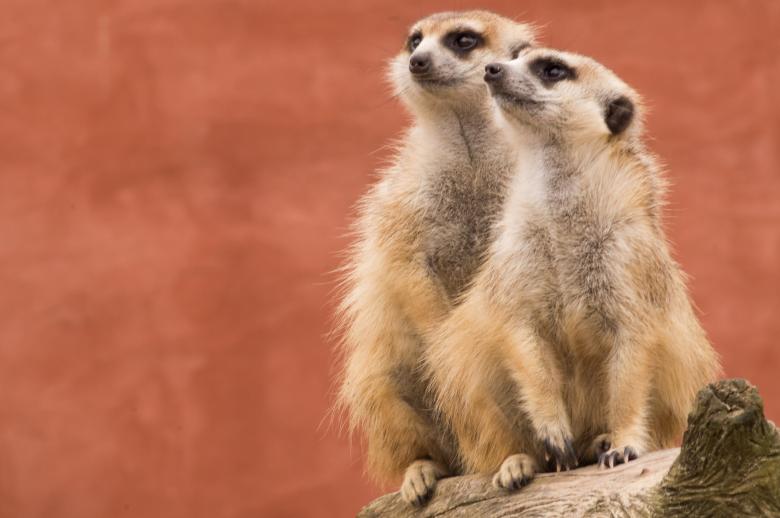 Free stock image of Two Meerkats on a Tree Trunk created by Joey Juffermans