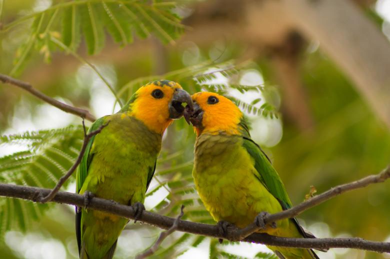 Free stock image of Two Caribbean Parakeets created by Joey Juffermans
