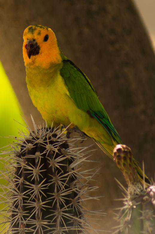Free stock image of Caribbean Parakeet created by Joey Juffermans
