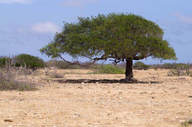 Free stock image of Divi Divi Tree created by Joey Juffermans