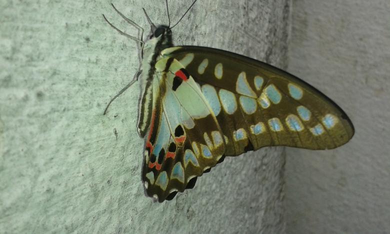 Free stock image of Butterfly created by taradi avinash