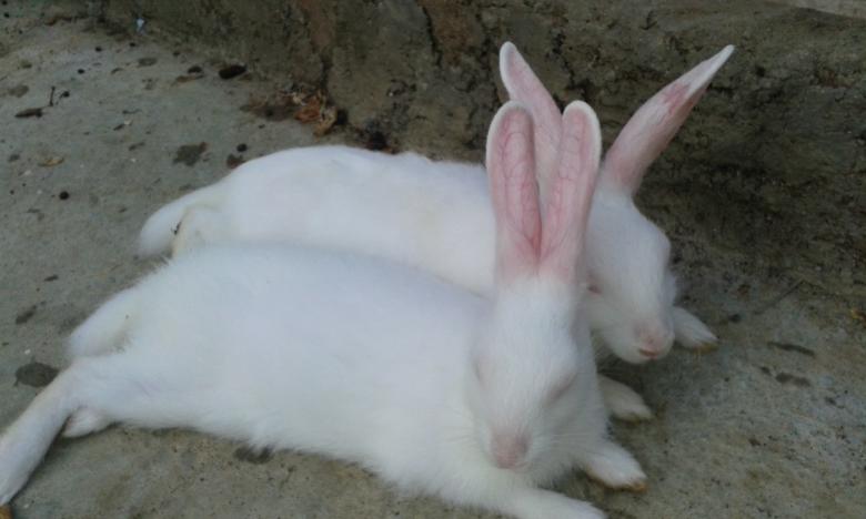Free stock image of Rabbits created by taradi avinash