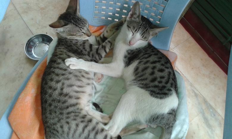 Free stock image of Cats created by taradi avinash