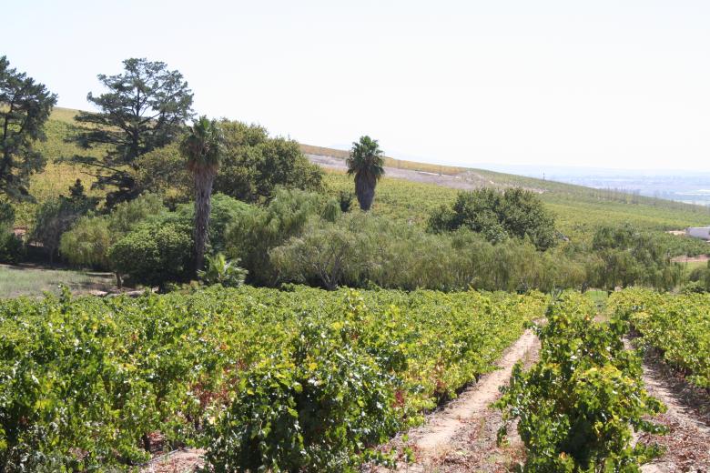 Free stock image of South African Winyard created by Julien