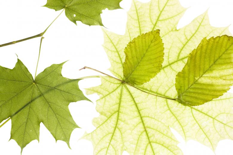 Free stock image of Green leaves isolated created by 2happy