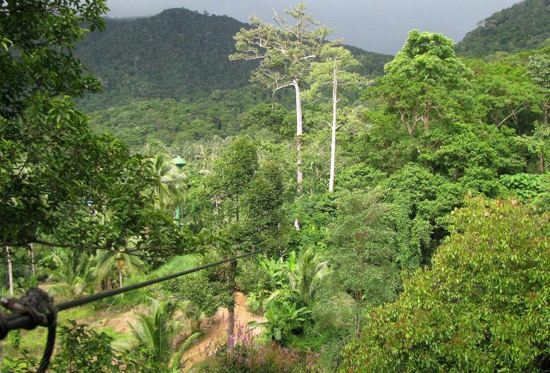 Free stock image of Jungle view created by Vincent Barlet