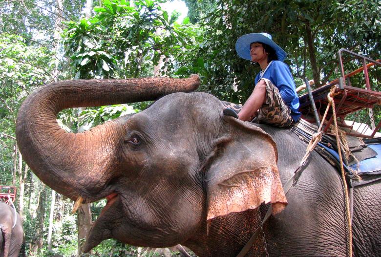 Free stock image of Elephant trekking created by Vincent Barlet