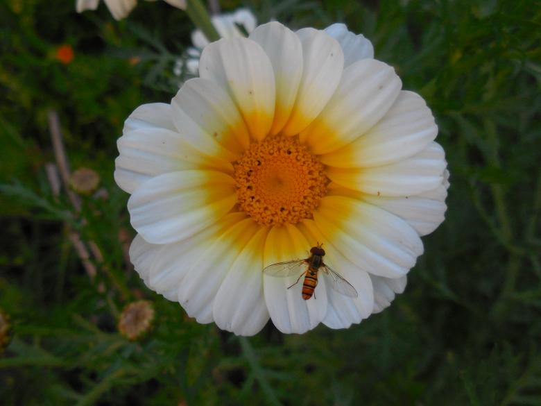 Free stock image of Beautiful Wildflowers created by Kamala Sharma