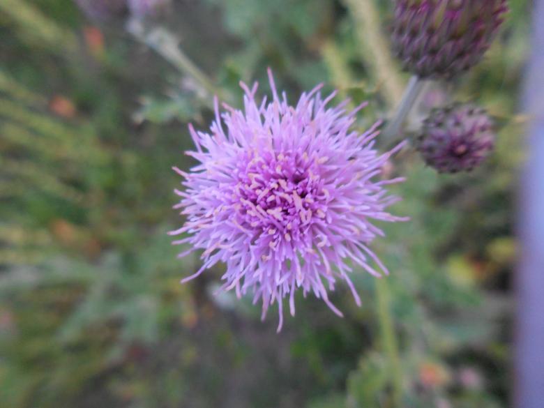 Free stock image of Beautiful Wildflowers created by Kamala Sharma