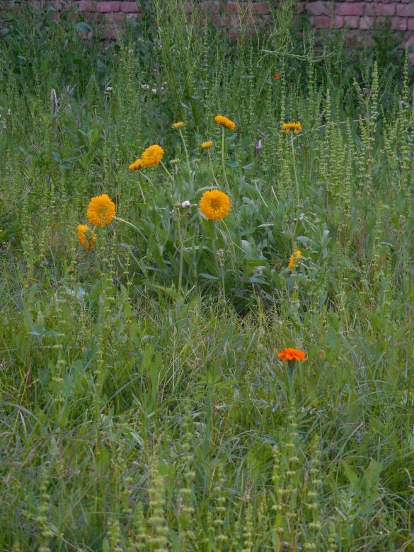 Free stock image of Beautiful Wildflowers created by Kamala Sharma
