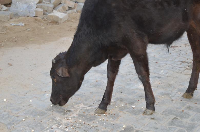 Free stock image of Black Cow created by Kamala Sharma