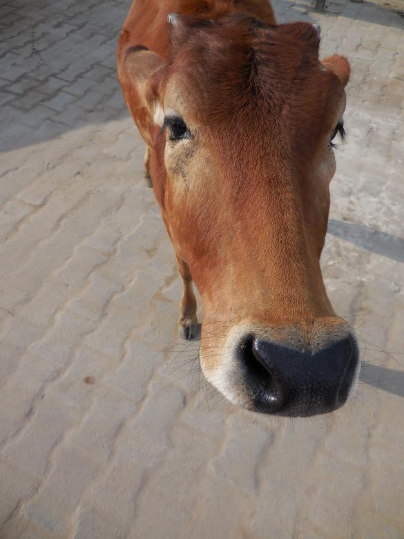 Free stock image of Cow Farm created by Kamala Sharma