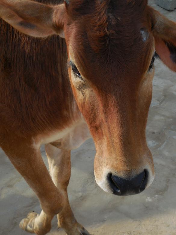 Free stock image of Cattle Farm created by Kamala Sharma