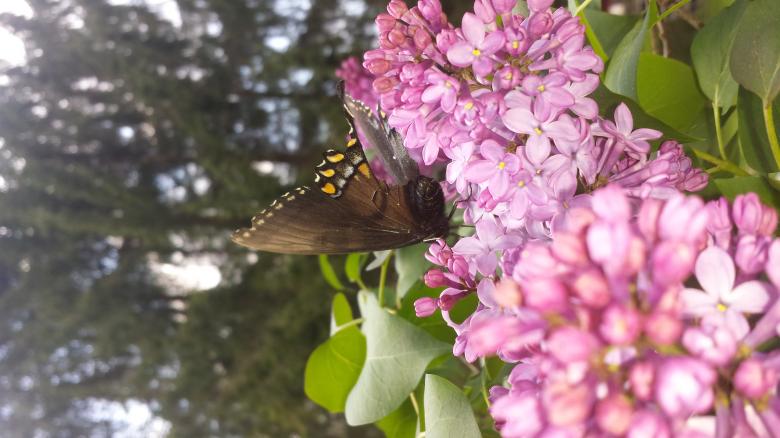 Free stock image of Beautiful Butterfly created by Nature Girl