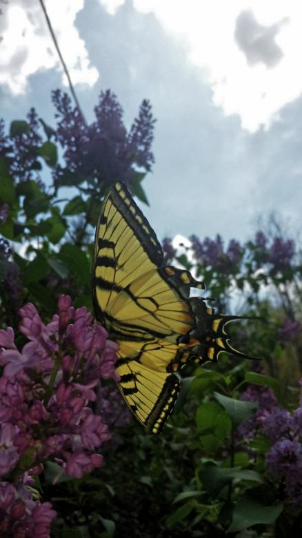 Free stock image of Magnificent Monarch created by Nature Girl