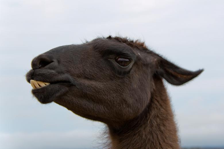 Free stock image of Alpaca created by Geoffrey Whiteway