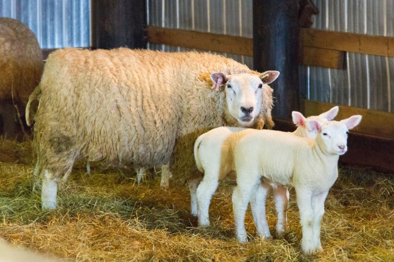 Free stock image of Mother and Lambs created by Geoffrey Whiteway
