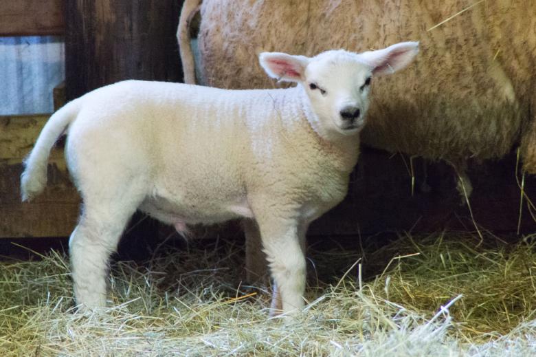 Free stock image of Lamb created by Geoffrey Whiteway