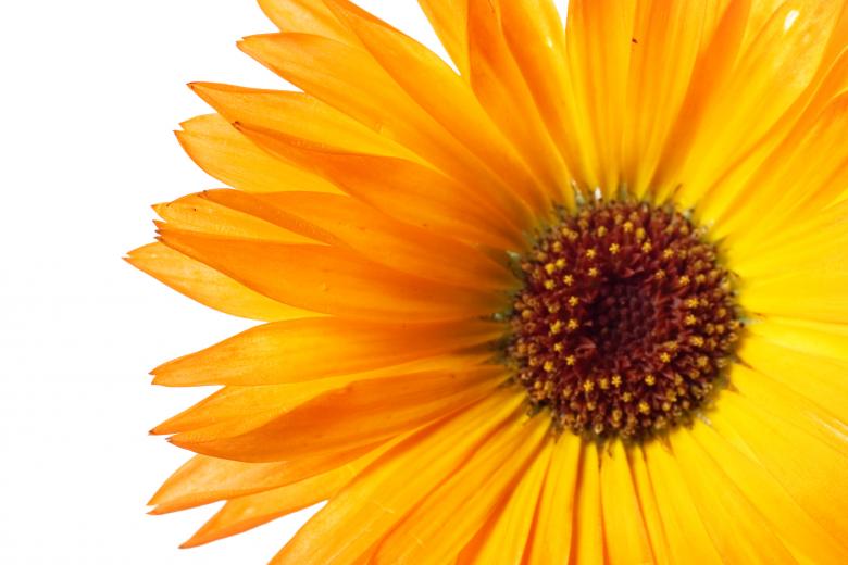 Free stock image of Orange Flower created by 2happy