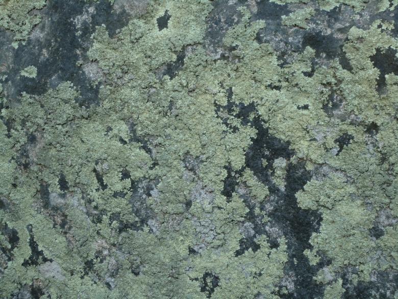 Free stock image of Lichens texture created by Katharine Sparrow