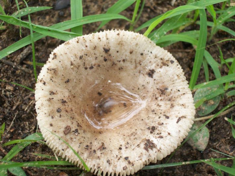 Free stock image of Wild Mushroom created by delicopsch56
