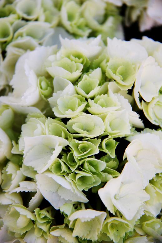 Free stock image of Green flowers created by Imágenes Gratis