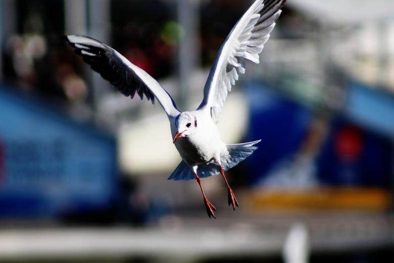 Free stock image of Seagull flying created by Imágenes Gratis