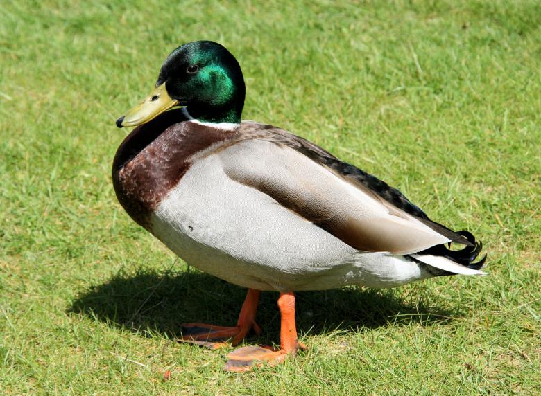 Free stock image of Duck created by Geoff Dallimore