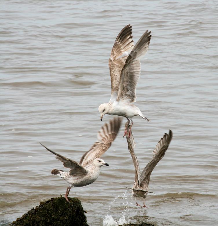 Free stock image of Flying gulls created by Geoff Dallimore
