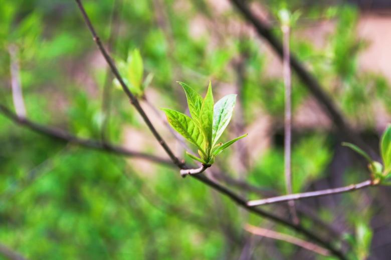 Free stock image of Leaves created by 2happy