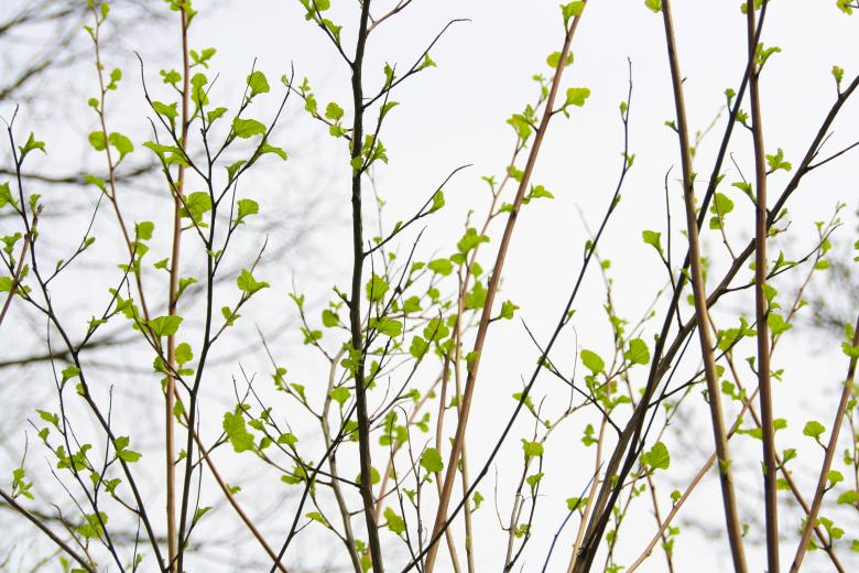 Free stock image of Leaves created by 2happy