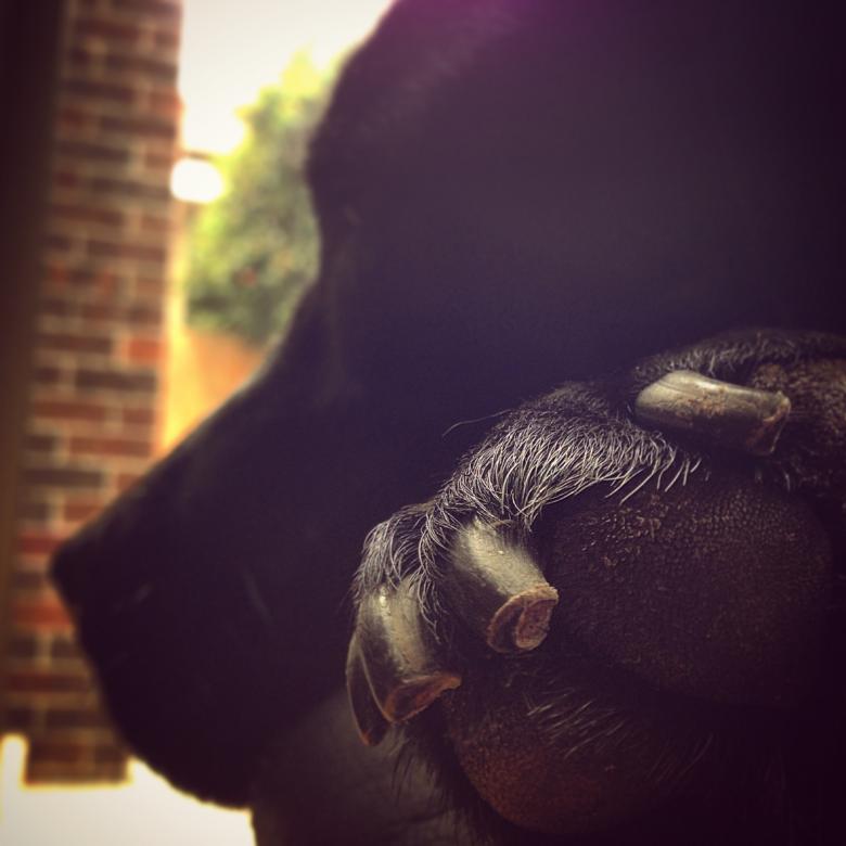 Free stock image of Lucky Paw created by Tessa Macken