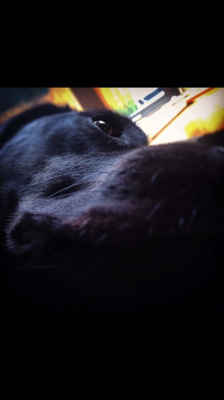 Free stock image of CloseUp Coco created by Tessa Macken