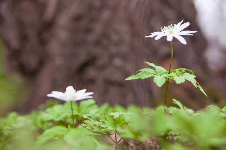 Free stock image of spring flowers created by 2happy