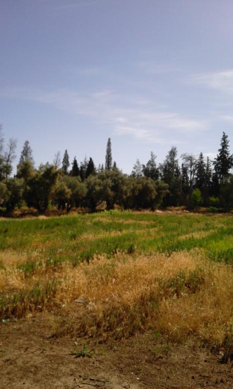 Free stock image of Nature trees created by yasser