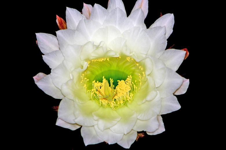 Free stock image of Large white cactus flower created by Jack Moreh