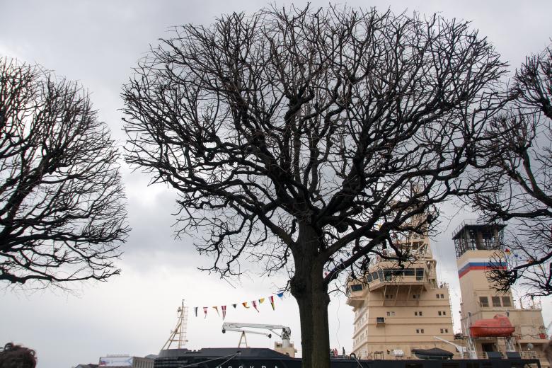 Free stock image of tree and ice-breaker Moscow created by 2happy