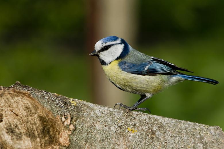Free stock image of Nun-bird (Cyanistes caeruleus) created by Dovicsin András
