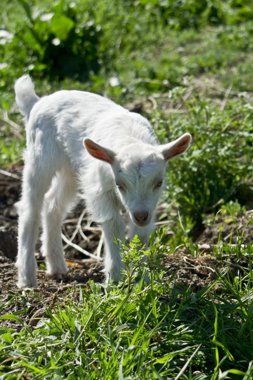 Free stock image of Young goat created by Dovicsin András