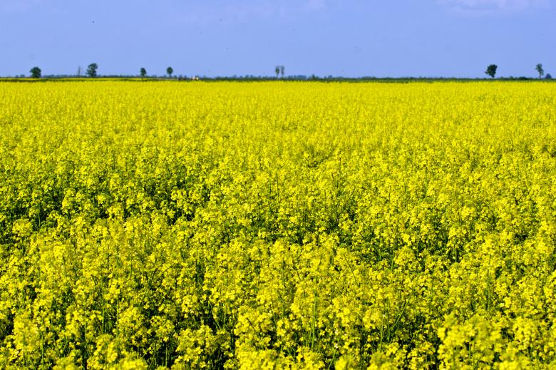 Free stock image of Rapeseed (Brassica napus) created by Dovicsin András