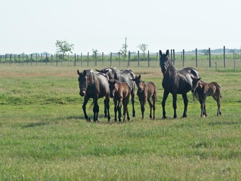 Free stock image of Horses created by Dovicsin András