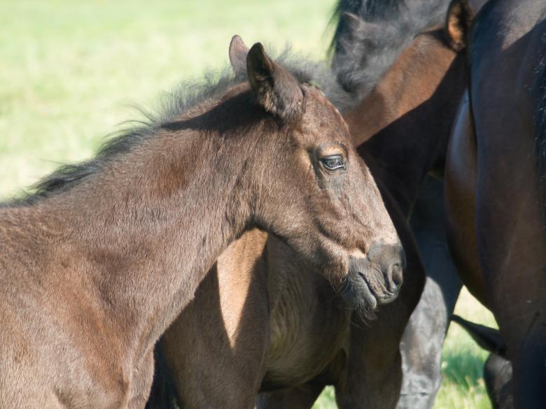 Free stock image of Horses created by Dovicsin András