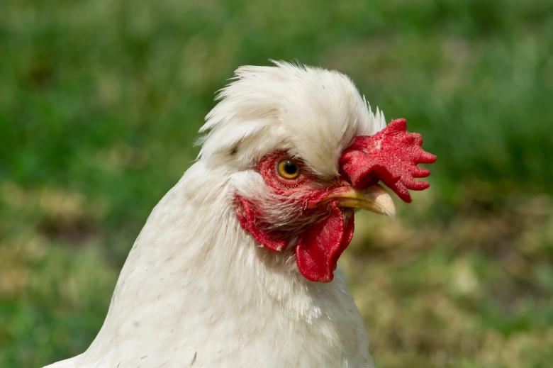 Free stock image of Dwarf tufted hen created by Dovicsin András