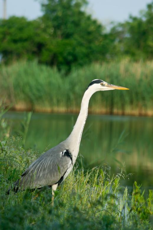 Free stock image of Blue heron  (Ardea cinerea) created by Dovicsin András