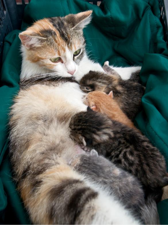 Free stock image of Small cats suck created by Dovicsin András
